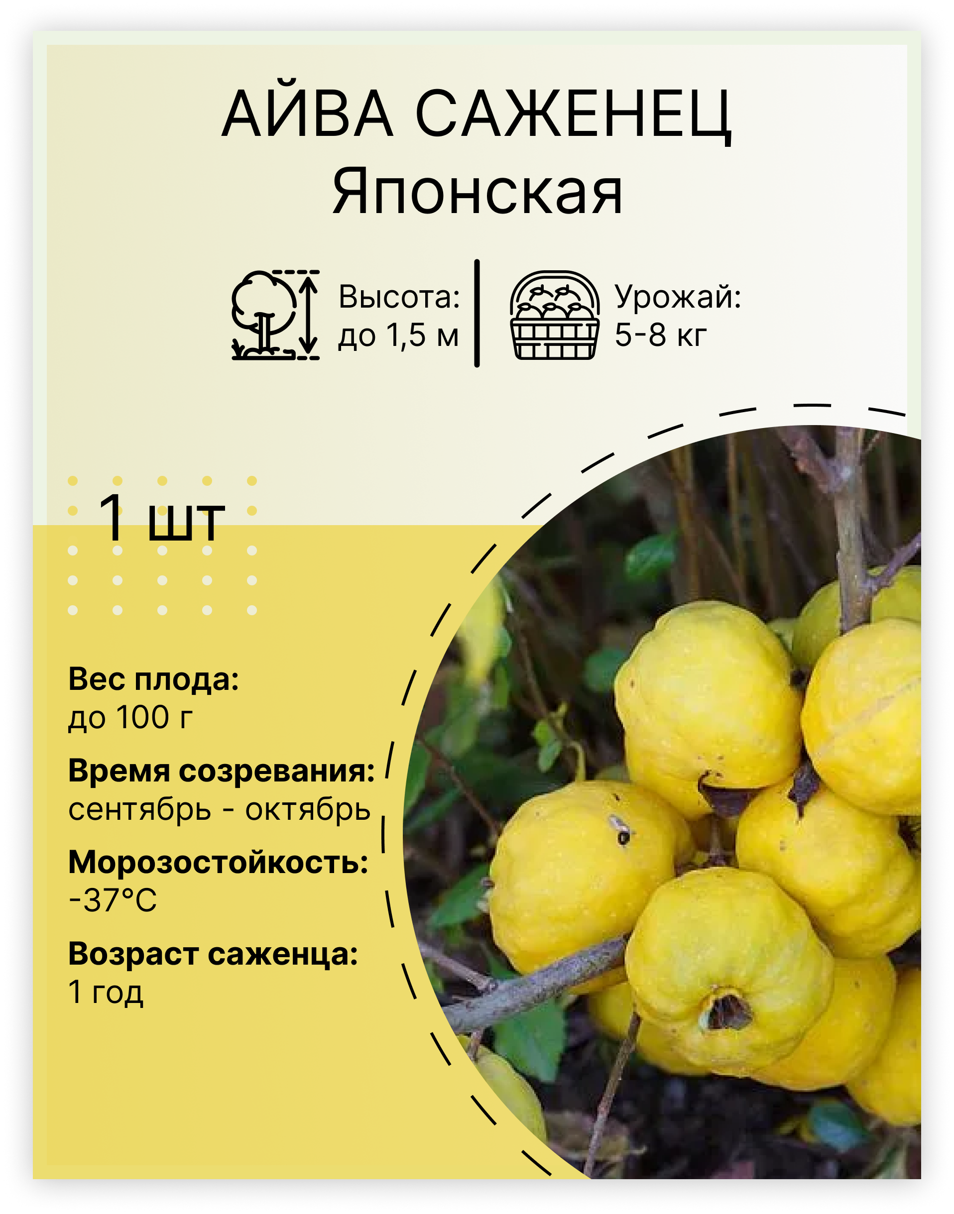 Айва "Японская"